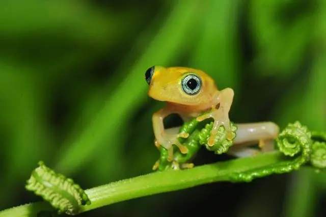 Superfungus‘ threatens to wipe out 1/3 of amphibian species in Panama