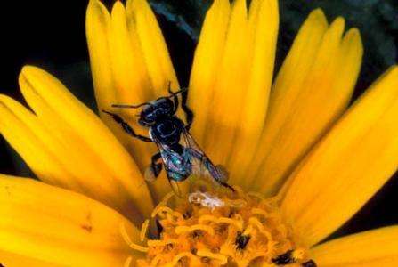 Stingless Bee Honey has Special Health Benefits