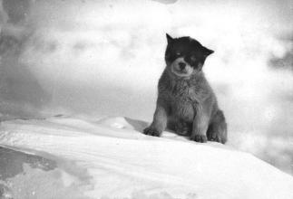 Discovery of a 100 years  old photograph of the Antarctic