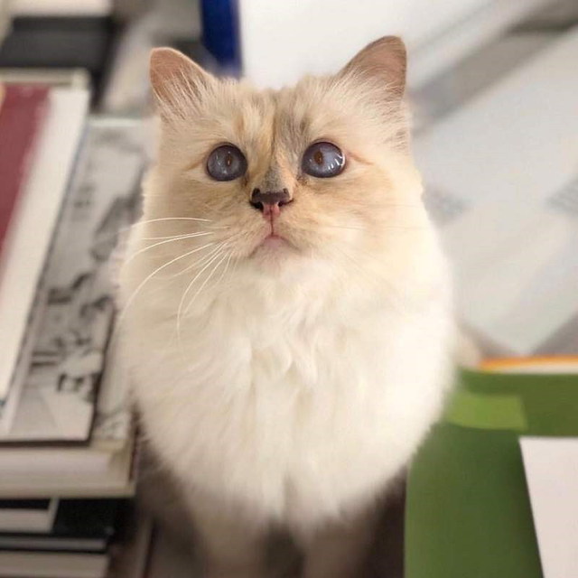 Choupette, Karl Lagerfeld’s Beloved Cat